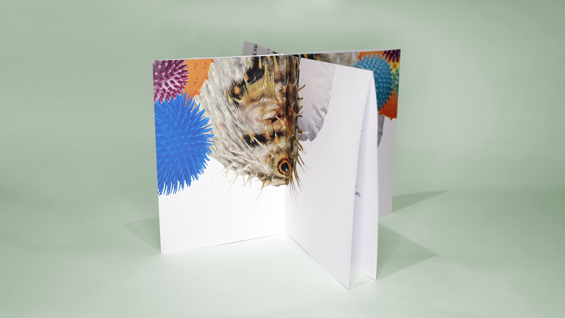 Fotografía del instant book del Proyecto Biomímesis